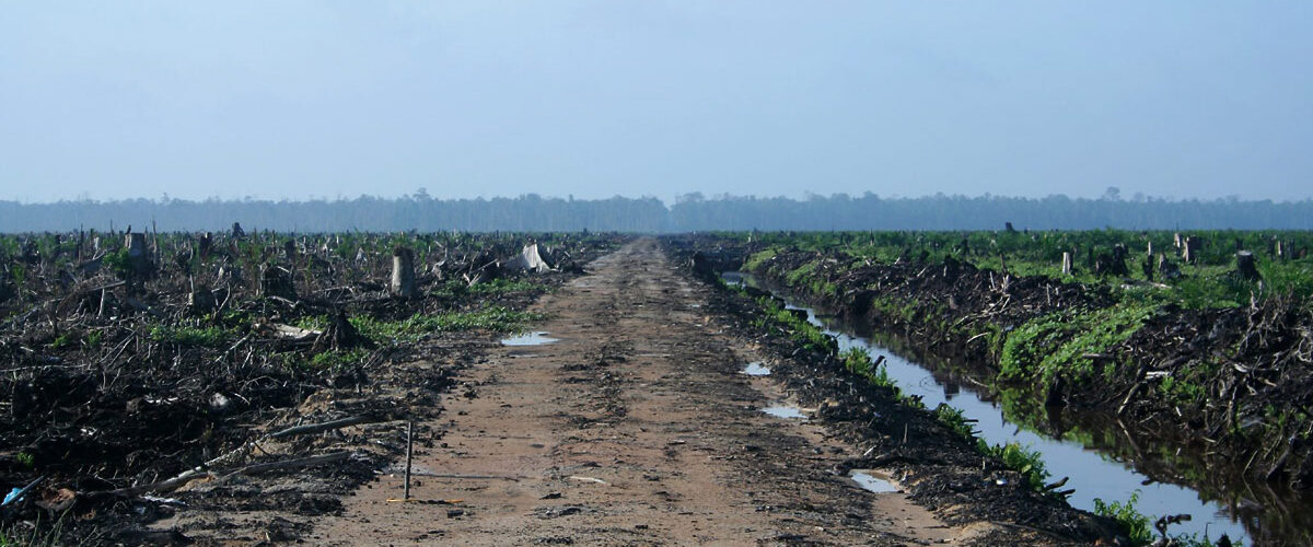 tfci-palm-deforested - Union of Concerned Scientists